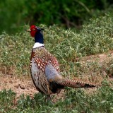 Ring-necked Pheasant, Colorado
