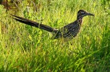 Roadrunner, Texas