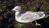 Sea Gull, Idaho