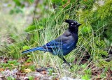 Stellers Jay, Colorado