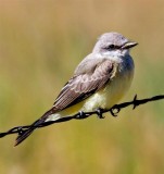 Western Kingbird, Colorado