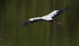 Wood Stork, Florida