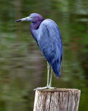 Little Blue Heron, Florida