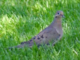 Mourning Dove, Florida