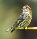 Pine Siskin, NC