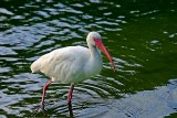 White Ibis, Florida