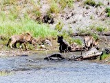 Wolf Pups, Wyoming