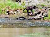 Wolf Pups, Wyoming