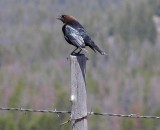 Cowbird, Idaho