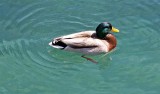 Mallard, Nevada