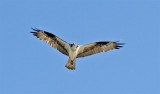 Osprey, Idaho