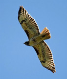 Red Tailed Hawk, Idaho