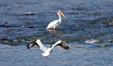White Pelicans, Nevada