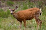 Deer, Colorado