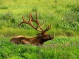 Elk, Alberta