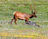 Elk, Colorado