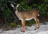 Key Deer, Florida