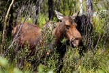 Moose, Colorado