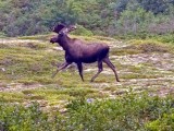Moose, Newfoundland