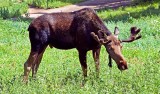 Moose, Utah
