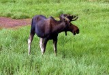 Moose, Utah