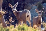 Mule Deer, Arizona