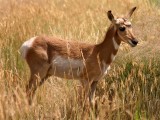 Pronghorn Antelope, Colorado