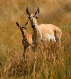 Pronghorns, Colorado