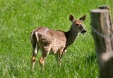 White-tail Deer, Tennessee
