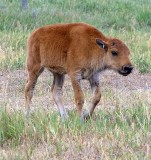 Bison Calf, Wyoming