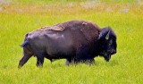 Bison, Wyoming
