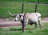 Longhorn, Montana