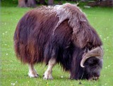Musk Ox, Alaska