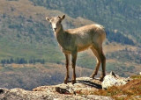 Bighorn Lamb, Colorado