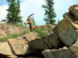Bighorn Sheep, Alberta