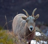 Desert Bighorn, Arizona