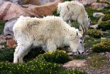 Mountain Goats, Colorado