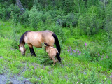 Horse and Colt, British Columbia