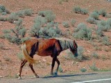 Mustang, Wyoming