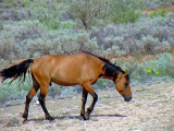Mustang, Wyoming