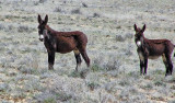 Wild Burros, Utah