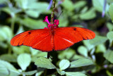 Butterfly, Florida