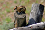 Golden Mantled Ground Squirrel, Colorado