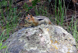 Golden Mantled Ground Squirrel, Colorado