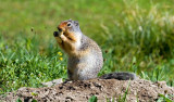 Ground Squirrel, Montana