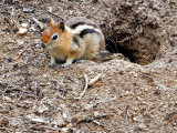 Golden Mantled Ground Squirrel, Montana