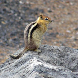 Golden Mantled Ground Squirrel, Oregon