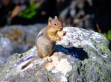 Golden Mantled Ground Squirrel, Washington