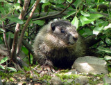 Hoary Marmot, Alaska