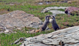 Yellow-bellied Marmots, Montana